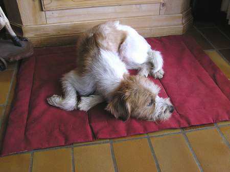 yogafuerhunde