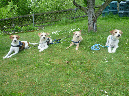 02052011_dollittle_apollo_strolch_tuba
