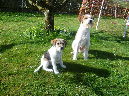 april2011_wurzel_ist_da