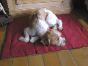 yogafuerhunde