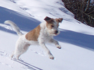 ein Kromfohrländer im Schnee
