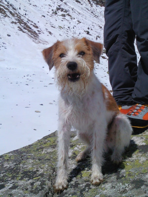 ein Kromfohrländer im Val Strem