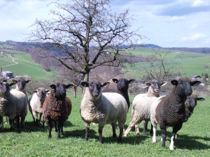 ein Kromfohrländer trifft Schafe