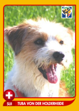 ein Kromfohrländer im Panini Album