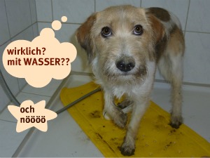 Wurzel von der Holderheide, Kromfohrländer, Duschen