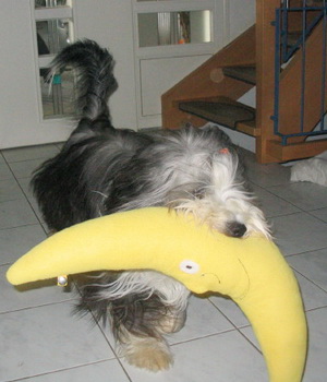 Kromfohrländer Bearded-Collie Mond
