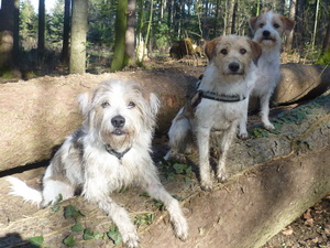 Nemo von Postillon