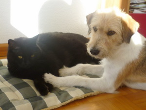 Kromfohrländer und Katze