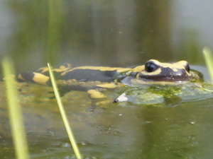 Feuersalamander und Kromfohrländer
