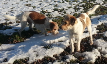 Winter Kromfohrländer