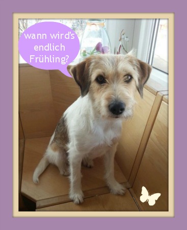 Frühling Kromfohrländer