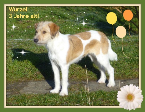 Wurzel von der Holderheide