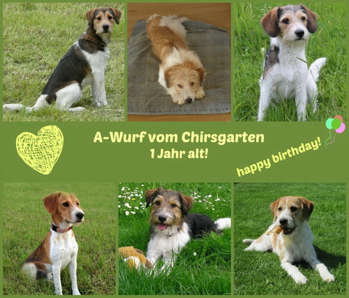A-Wurf vom Chirsgarten