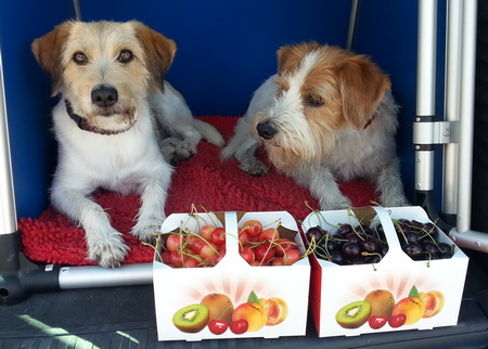 Kirschen Baselland Kromfohrländer Hunde