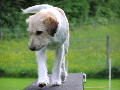 Wurzel von der Holderheide Agility Kromfohrländer